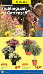 Gartenhortensie im Lidl Prospekt LIDL LOHNT SICH auf S. 66