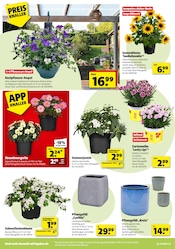 Blumentopf im Hagebaumarkt Prospekt in Leonberg Aktueller Hagebaumarkt Prospekt mit Blumentopf, "Pflanze mit uns Blütenfreude", Seite 2