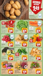 REWE Blumen im Prospekt 