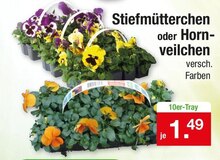 Zimmermann Brake - Blumen Blumen Angebot bei Zimmermann Brake im Prospekt "Ab ins Beet - Garten-Spezial bei Zimmermann!"