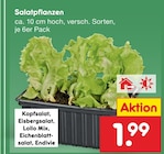 Salatpflanzen im aktuellen Netto Marken-Discount Prospekt