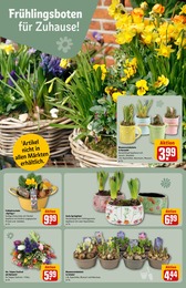 Blumenzwiebeln Angebot im aktuellen REWE Prospekt auf Seite 10