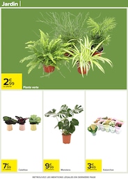 Offre Kalanchoë dans le catalogue Carrefour du moment à la page 82