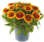Kokardenblume „Gaillardia“  im aktuellen Netto mit dem Scottie Prospekt für 2,69 €