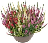 Besenheide-Trio für 5,99 € bei Penny im Angebot Besenheide-Trio im aktuellen Penny Prospekt