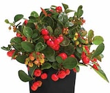 Baum im Dehner Garten-Center Prospekt Rote Teppichbeere im aktuellen Dehner Garten-Center Prospekt für 2,99 €