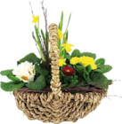Frühlingshaft bepflanzte Arrangements bei Globus-Baumarkt im Weinstadt Prospekt für 14,99 €