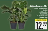 Grünpflanzen-Mix im aktuellen EDEKA Prospekt für 12,99 €