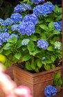Bauernhortensie Angebote bei Garten-Center Nordharz GmbH & Co. KG Goslar für 12,99 €