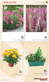 Chrysanthèmes Angebote im Prospekt "JARDIN D'AUTOMNE" von Intermarché auf Seite 3