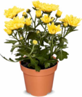 Netto Marken-Discount - Chrysanthemen Angebot im Prospekt Chrysanthemen bei Netto Marken-Discount im Prospekt "" für 1,79 €