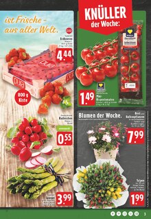 Tulpen im E center Prospekt "Aktuelle Angebote" mit 28 Seiten (Hagen (Stadt der FernUniversität))