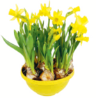 toom Baumarkt Kempten - Narzisse 'Tête-à-Tête' Angebot im Prospekt Narzisse 'Tête-à-Tête' bei toom Baumarkt im Kempten Prospekt für 0,99 €