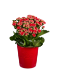 Rosier ou kalanchoé en pot céramique - Lidl à Rouen Rosier ou kalanchoé en pot céramique en promo chez Lidl Rouen à 4,99 €