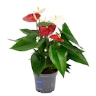 Anthurium bicolore - Carrefour à Argenteuil Anthurium bicolore en promo chez Carrefour Argenteuil à 6,99 €