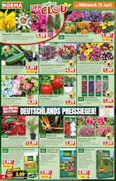 Garnelen Angebot im aktuellen Norma Prospekt auf Seite 12