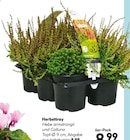 Herbsttray  im aktuellen Hellweg Prospekt für 8,99 €
