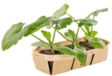 Trio de courgettes Tempra verte bio à 3,99 € dans le catalogue Botanic