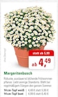 Margeritenbusch bei ZG Raiffeisen im Kippenheim Prospekt für 4,49 €