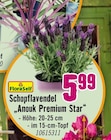 Schopflavendel "Anouk Premium Star" im Angebot bei Hornbach in Neuss Schopflavendel "Anouk Premium Star" Angebote von FloraSelf bei Hornbach Neuss für 5,99 €