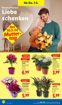 Blumen im Lidl Prospekt "LIDL LOHNT SICH" mit 69 Seiten (Augsburg)