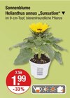 Sonnenblume Helianthus annus 'Sunsation' für 1,99 € bei V-Markt im Angebot Sonnenblume Helianthus annus 'Sunsation' im aktuellen V-Markt Prospekt