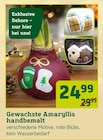 Gewachste Amaryllis handbemalt von  im aktuellen Pflanzen Kölle Prospekt für 24,99 €