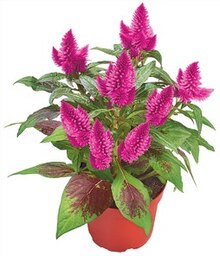 Kaufland Tübingen - Federbusch (Celosia) Federbusch (Celosia) Angebot bei Kaufland Tübingen im Prospekt "ALLES FÜR EINEN"