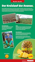 Ananas Angebot & Preis im aktuellen Penny Prospekt Ananas Angebot im aktuellen Penny Prospekt auf Seite 9
