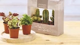 Trio cactus ou succulentes - U Express à Strasbourg Trio cactus ou succulentes en promo chez U Express Strasbourg à 4,99 €