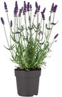 Aktuelles Lavendel angustifolia Angebot bei Lidl in München ab 2,49 €