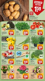 Kartoffeln Angebot & Preis im aktuellen REWE Prospekt Kartoffeln Angebot im aktuellen REWE Prospekt auf Seite 9