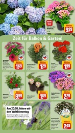 Blumen Angebot & Preis im aktuellen REWE Prospekt Blumen Angebot im aktuellen REWE Prospekt auf Seite 26