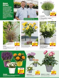 Lavendel Angebot im aktuellen toom Baumarkt Prospekt auf Seite 19