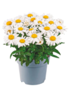 Margerite "Leucanthemum" für 2,49 € bei Netto mit dem Scottie im Angebot Margerite "Leucanthemum" im aktuellen Netto mit dem Scottie Prospekt