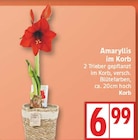 Amaryllis im Korb für 6,99 € bei EDEKA im Angebot Amaryllis im Korb im aktuellen EDEKA Prospekt
