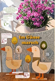 Deko im Garten-Center Nordharz GmbH & Co. KG Prospekt in Hildesheim Aktueller Garten-Center Nordharz GmbH & Co. KG Prospekt mit Deko, "Farben Düfte Frühlingsfreude", Seite 8