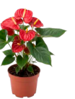 EDEKA - Flamingoblume, Rosen-Lilien Strauß Angebot im Prospekt Flamingoblume, Rosen-Lilien Strauß bei EDEKA im Prospekt "" für 7,99 €