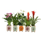 Plantes fleuries en promo chez Carrefour Nantes à 9,99 €