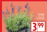 Aktuelle Lavendel Angebote bei EDEKA in Berlin Aktuelles Lavendel Angebot bei EDEKA in Berlin ab 3,99 €