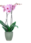 Aktuelles Schmetterlings-Orchidee Angebot bei OBI in Essen ab 7,99 €