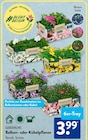 Petunien im ALDI SÜD Prospekt Petunien von Gardenline im aktuellen ALDI SÜD Prospekt für 3,99 €