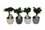 Ficus ginseng à 8,99 € dans le catalogue Carrefour