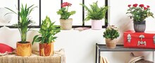 Carrefour Market Douzies Feignies - Plante fleurie / plante verte variée Promo Plante fleurie / plante verte variée dans le catalogue Carrefour Market "La rentrée encore moins chère" à Douzies Feignies