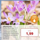 PROFI Wesch Großengottern - Krokusse Angebot im Prospekt Krokusse bei PROFI Wesch im Großengottern Prospekt für 1,99 €
