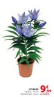 Lys Bleu en promo chez Super U Toulon à 9,99 €