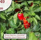 Aktuelles Rote Paprika „Carisma“ Angebot bei Garten-Center Nordharz GmbH & Co. KG in Hildesheim ab 2,49 €