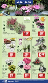 Phalaenopsis Angebote im Prospekt "Aktuelle Angebote" von ALDI Nord Phalaenopsis Angebote im Prospekt "Aktuelle Angebote" von ALDI Nord auf Seite 30