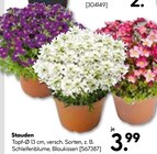 Stauden im Hellweg Prospekt Stauden im aktuellen Hellweg Prospekt für 3,99 €