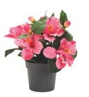 Promo LA COMPOSITION DE 5 HIBISCUS à 5,99 € dans le catalogue Centrakor à Osny